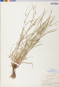 Carex oligocarpa image