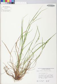 Carex oligocarpa image