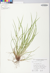 Carex oligocarpa image