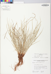 Carex oligocarpa image