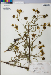 Bidens polylepis image