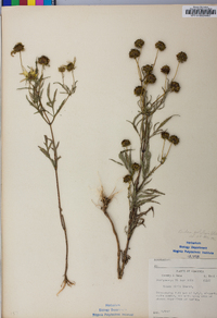 Bidens polylepis image