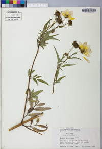 Bidens polylepis image