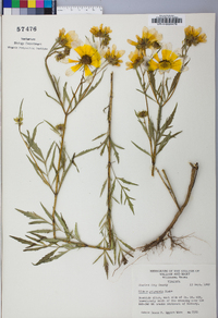 Bidens polylepis image