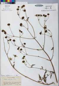 Bidens polylepis image