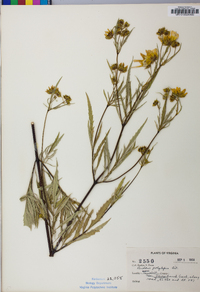 Bidens polylepis image