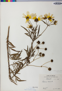 Bidens polylepis image