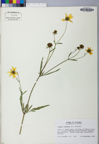 Bidens trichosperma image