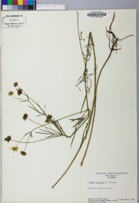 Bidens trichosperma image