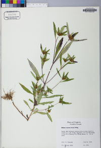 Bidens tripartita image