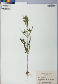 Bidens tripartita image