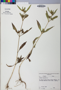 Bidens tripartita image