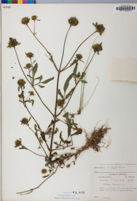 Bidens vulgata image