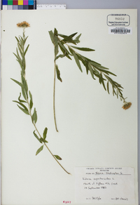 Brickellia eupatorioides image