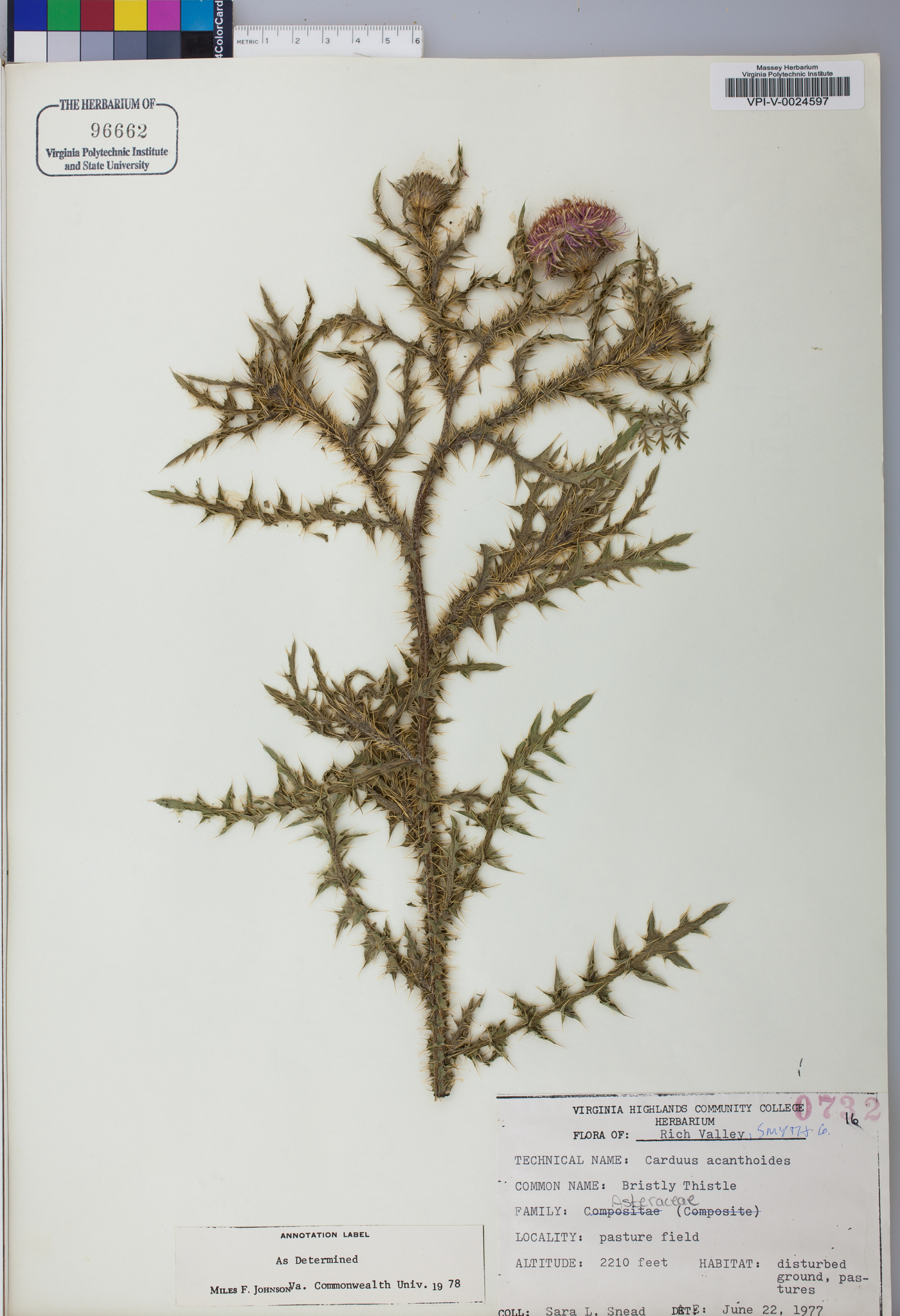 Carduus acanthoides image