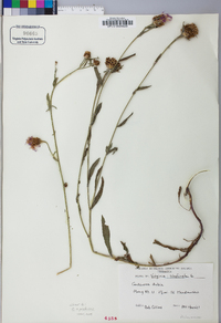 Centaurea x pratensis image