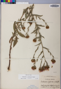Centaurea x pratensis image