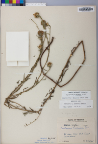 Centaurea x pratensis image