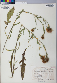 Centaurea x pratensis image