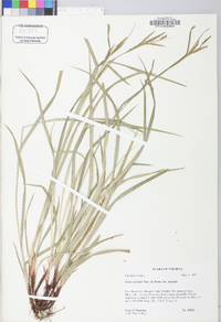 Carex oxylepis image