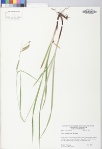 Carex oxylepis image