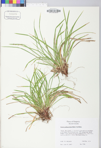 Carex pedunculata image