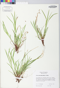 Carex pedunculata image