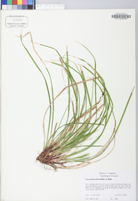 Carex pedunculata image