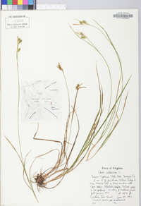 Carex pallescens image