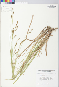 Carex oxylepis image