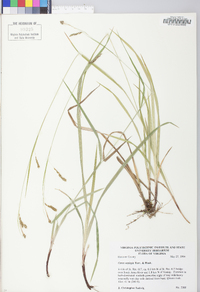 Carex oxylepis image