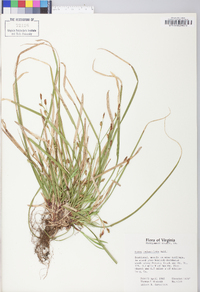 Carex pedunculata image