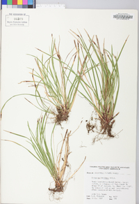 Carex pedunculata image