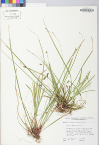 Carex pedunculata image