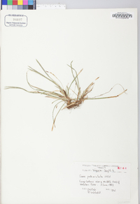 Carex pedunculata image