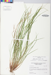 Carex planispicata image