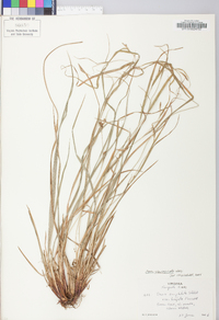 Carex planispicata image