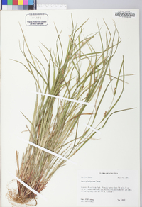 Carex planispicata image