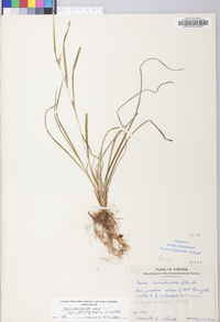 Carex planispicata image