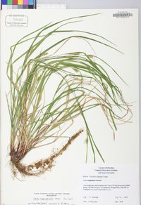 Carex planispicata image