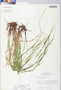 Carex planispicata image