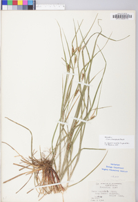 Carex planispicata image