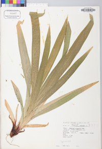 Carex plantaginea image