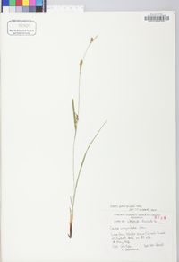 Carex planispicata image