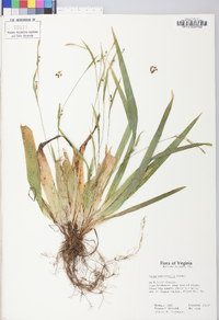 Carex platyphylla image