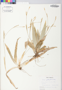 Carex platyphylla image