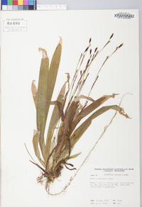 Carex plantaginea image