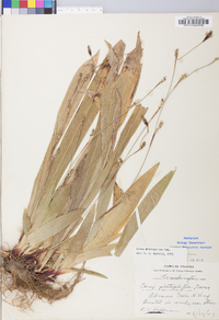 Carex plantaginea image