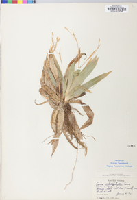 Carex platyphylla image