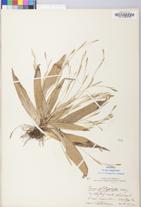 Carex platyphylla image